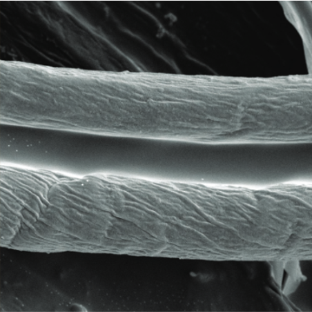 Microscopic view of treated fibers - bacteria free!