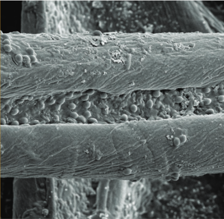 Microscopic view of untreated fibers